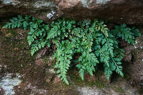 Mountain Spleenwort (Asplenium montanum)