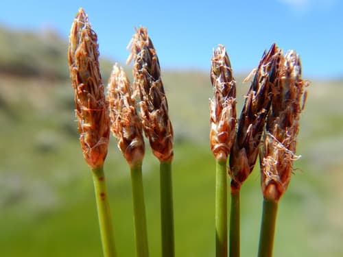 Creeping Spike-rush (Eleocharis palustris)