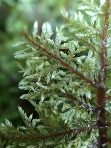 Glittering Wood-moss (Hylocomium splendens)