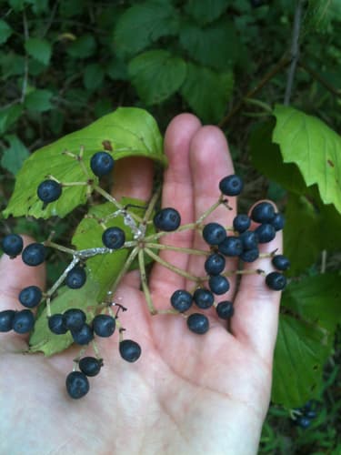 Northern Arrow-wood (Viburnum recognitum)