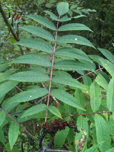 Smooth Sumac (Rhus glabra)