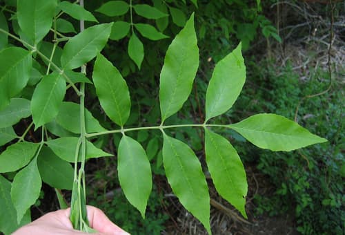 Green Ash (Fraxinus pennsylvanica)