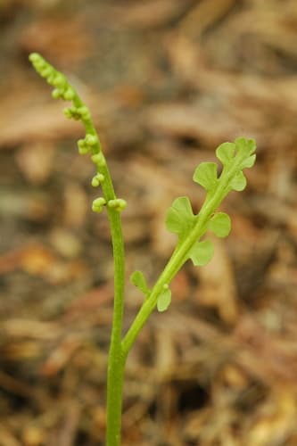 Mingan Island Grapefern (Botrychium minganense)