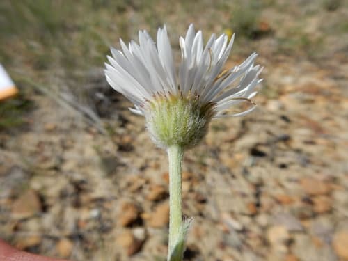 Buff Fleabane (Erigeron ochroleucus)