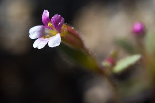 Brewer's Monkeyflower (Mimulus breweri)