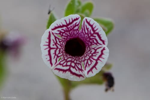 Calico Monkeyflower (Diplacus pictus)