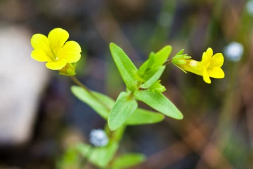 Golden Hedge-Hyssop (Gratiola lutea)