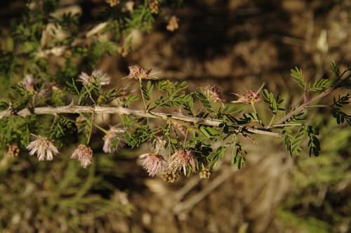Fragrant Mimosa (Mimosa borealis)