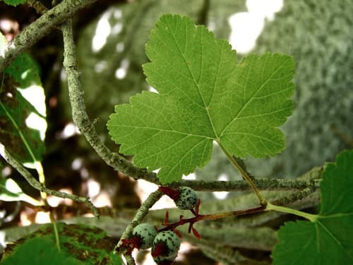 Sierra Currant (Ribes nevadense)