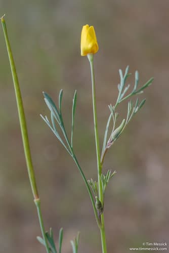 Tufted california-poppy (Eschscholzia caespitosa)