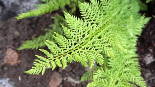 Alpine Ladyfern (Athyrium americanum)
