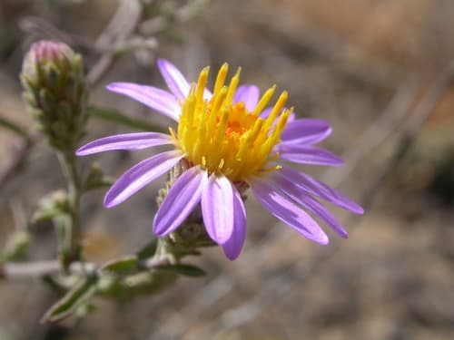 Hoary Tansyaster (Machaeranthera canescens)