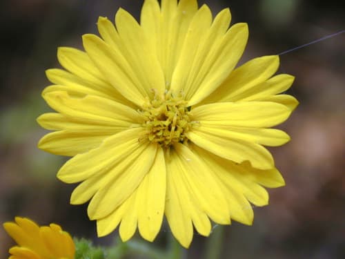 Showy Tarweed (Madia elegans)
