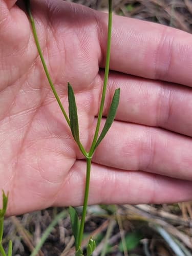 Rose Of Plymouth (Sabatia stellaris)