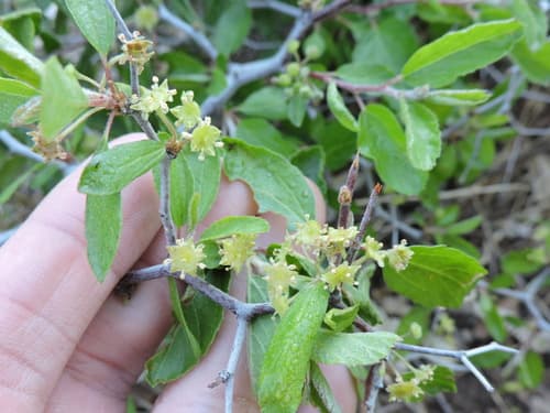Texas Hog Plum (Colubrina texensis)