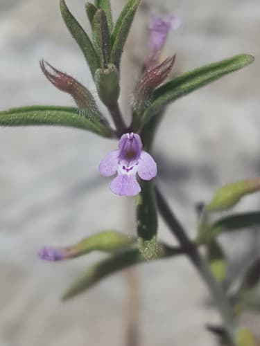 New Mexico Pennyroyal (Hedeoma drummondii)