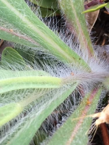 Houndstongue Hawkweed (Hieracium scouleri)