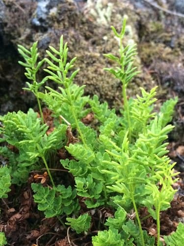 American Parsley Fern (Cryptogramma acrostichoides)