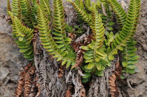 Mountain Hollyfern (Polystichum scopulinum)
