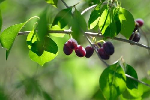 Swamp-privet (Forestiera acuminata)