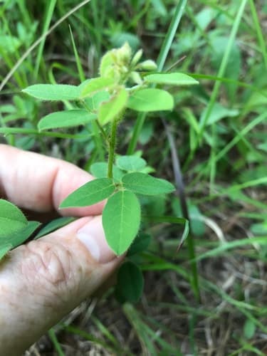 Hairy Small-leaf Ticktrefoil (Desmodium ciliare)