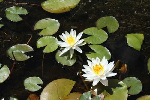 Fragrant Water-lily (Nymphaea odorata)