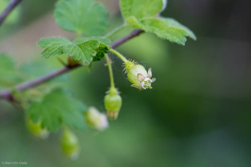 American Gooseberry (Ribes cynosbati)