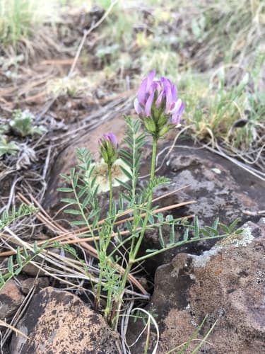 Field Milk-Vetch (Astragalus agrestis)
