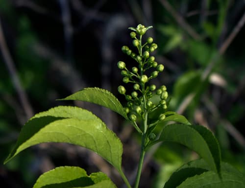 American Bittersweet (Celastrus scandens)