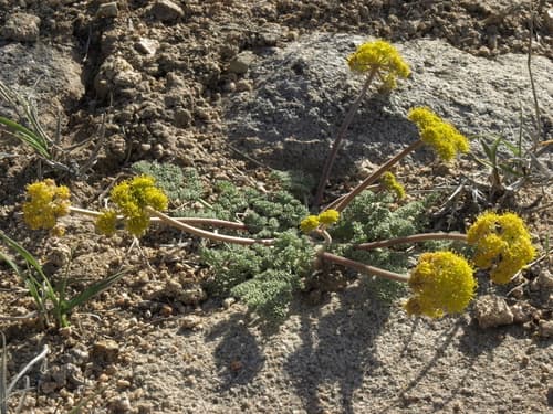 Carrot-Leaf Desert-Parsley (Lomatium foeniculaceum)