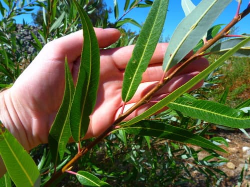 Red Willow (Salix laevigata)