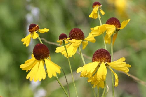 Old Field Sneezeweed (Helenium campestre)
