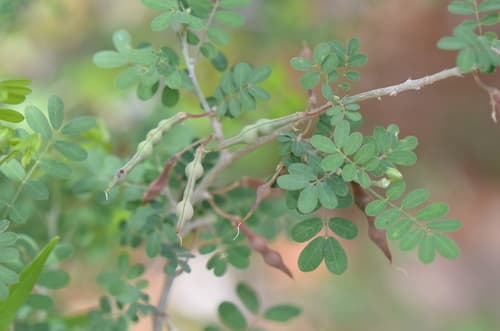 Texas Baby-bonnets (Coursetia axillaris)