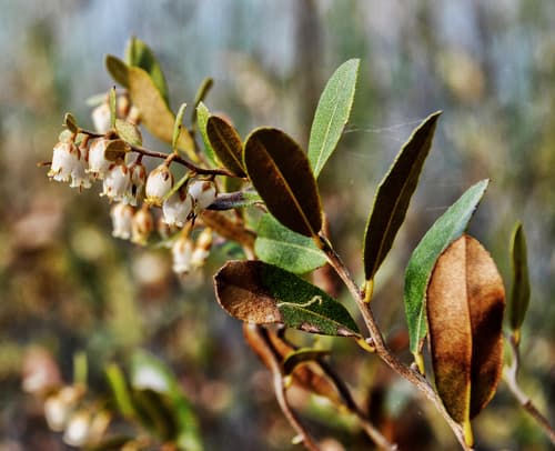 Leatherleaf (Chamaedaphne calyculata)
