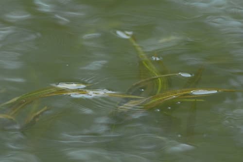 Longleaf Pondweed (Potamogeton nodosus)