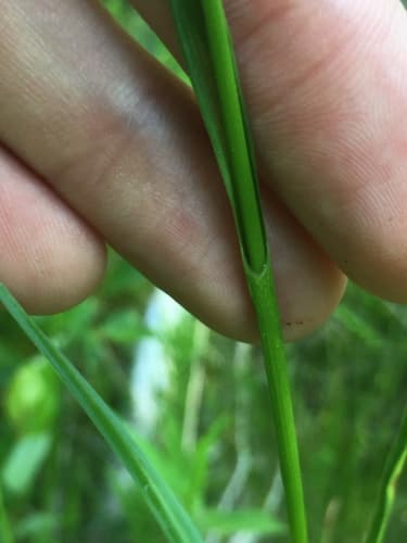Thinleaf Cottonsedge (Eriophorum viridicarinatum)