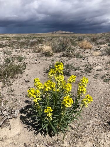 Western Wallflower (Erysimum asperum)