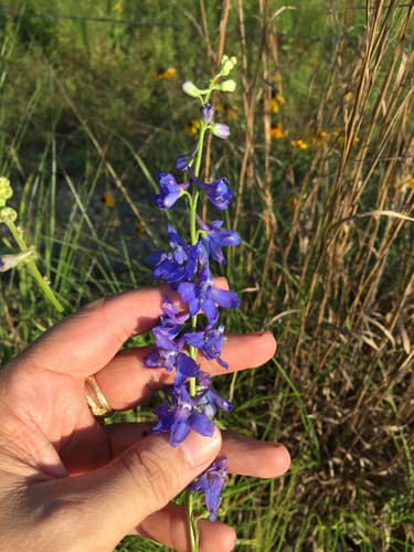 Carolina Larkspur (Delphinium carolinianum)