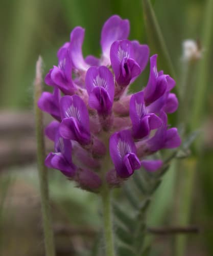 Field Locoweed (Oxytropis campestris)