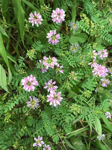 Trailing Crown-vetch (Securigera varia)