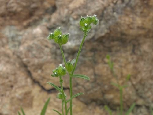 Wingnut Catseye (Cryptantha pterocarya)