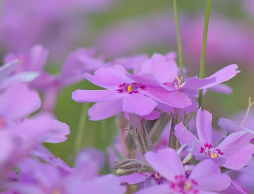 Moss Phlox (Phlox subulata)