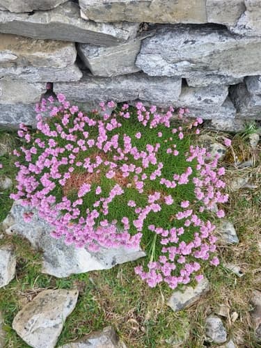 Marsh daisy (Armeria maritima)