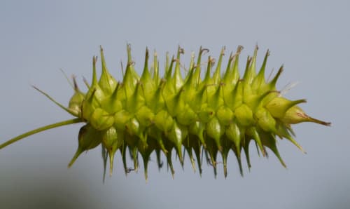 Bottlebrush Sedge (Carex hystericina)