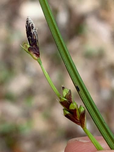 Longstalk Sedge (Carex pedunculata)