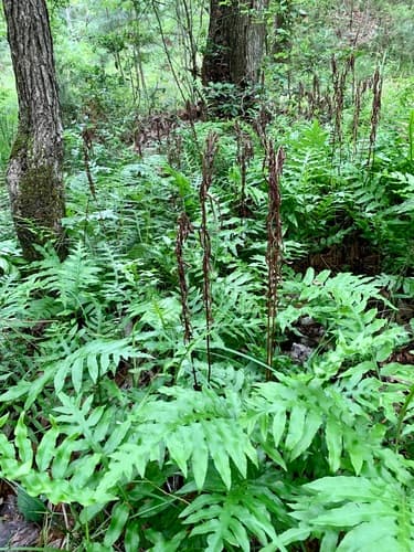 Netted chain fern (Woodwardia areolata)