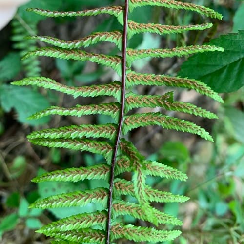 Ebony Spleenwort (Asplenium platyneuron)