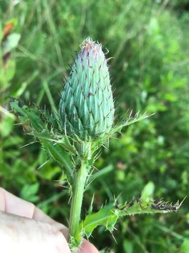 Pasture Thistle (Cirsium pumilum)