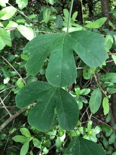 Bracted Passionflower (Passiflora affinis)