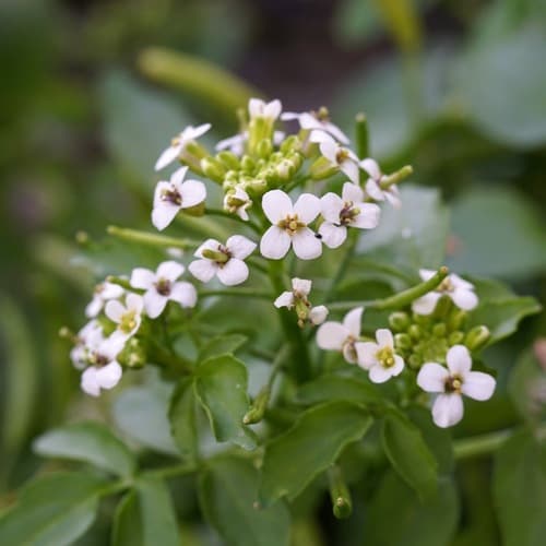 Watercress (Nasturtium officinale)